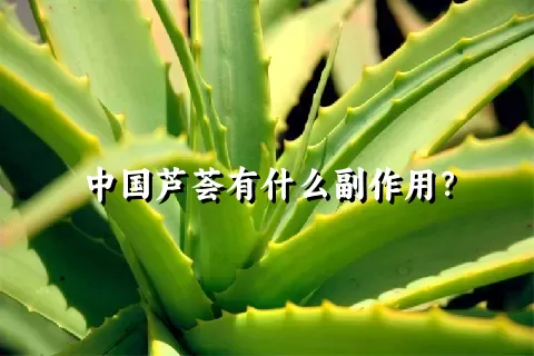 中国芦荟有什么副作用？