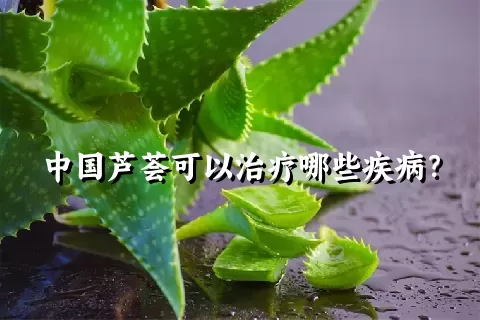 中国芦荟可以治疗哪些疾病？