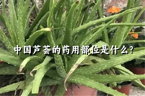 中国芦荟的药用部位是什么？