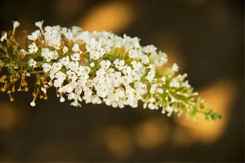 醉鱼草