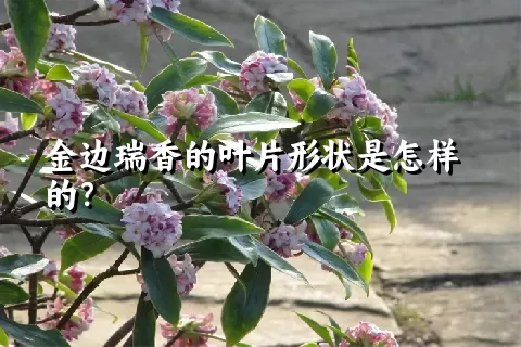 金边瑞香的叶片形状是怎样的？