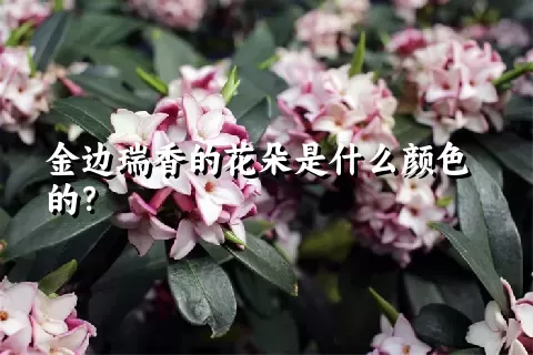 金边瑞香的花朵是什么颜色的？