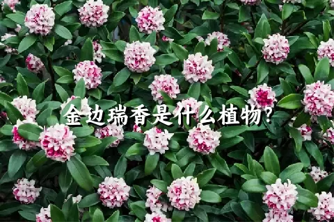 金边瑞香是什么植物？