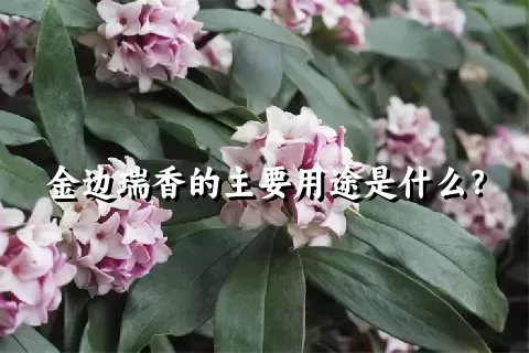 金边瑞香的主要用途是什么？