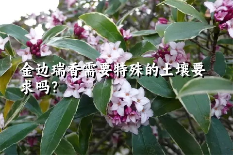 金边瑞香需要特殊的土壤要求吗？