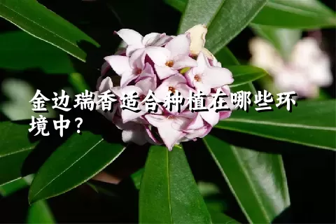 金边瑞香适合种植在哪些环境中？