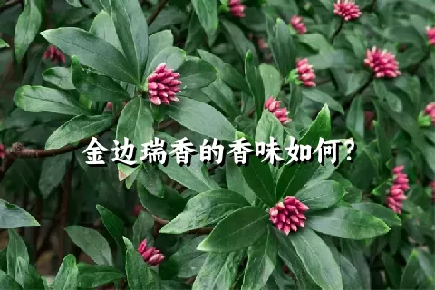 金边瑞香的香味如何？