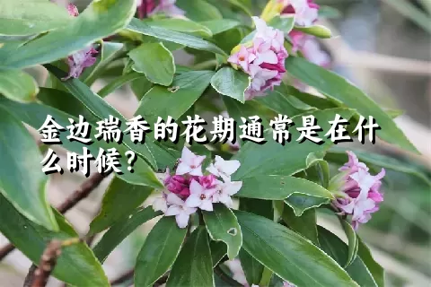 金边瑞香的花期通常是在什么时候？