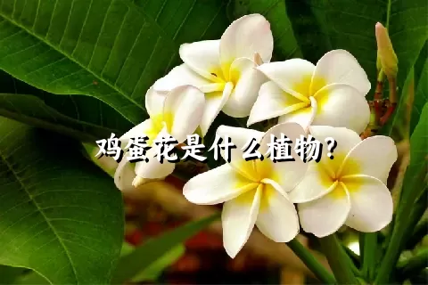 鸡蛋花是什么植物？