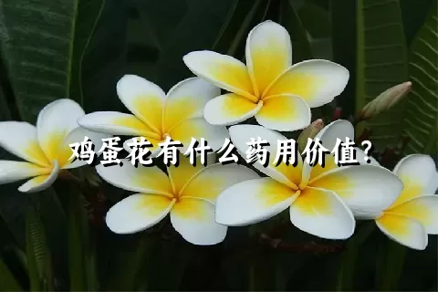 鸡蛋花有什么药用价值？