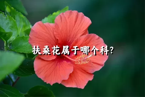 扶桑花属于哪个科？