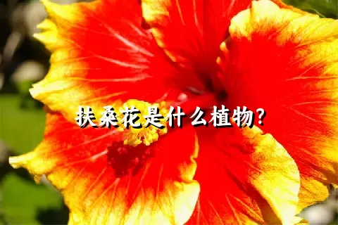 扶桑花是什么植物？