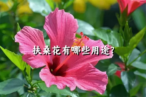 扶桑花有哪些用途？