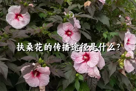 扶桑花的传播途径是什么？