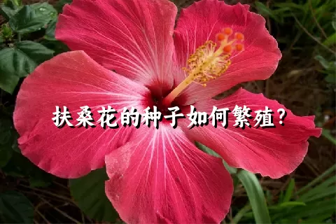 扶桑花的种子如何繁殖？