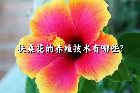 扶桑花的养殖技术有哪些？