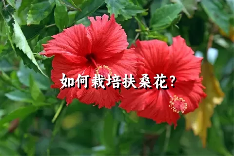 如何栽培扶桑花？