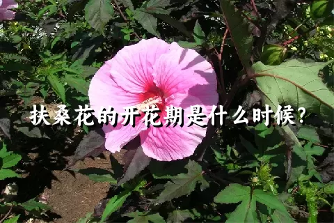 扶桑花的开花期是什么时候？