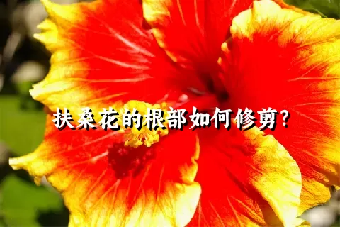 扶桑花的根部如何修剪？