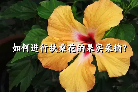 如何进行扶桑花的果实采摘？