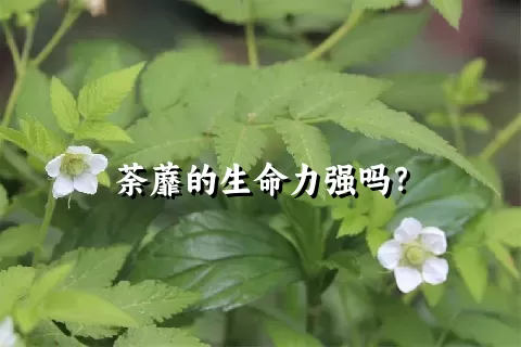 荼蘼的生命力强吗？