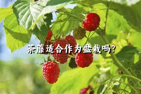 荼蘼适合作为盆栽吗？