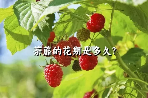 荼蘼的花期是多久？