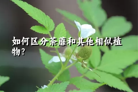 如何区分荼蘼和其他相似植物？