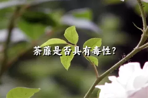 荼蘼是否具有毒性？