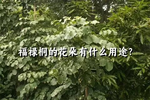 福禄桐的花朵有什么用途？