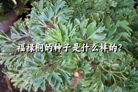 福禄桐的种子是什么样的？