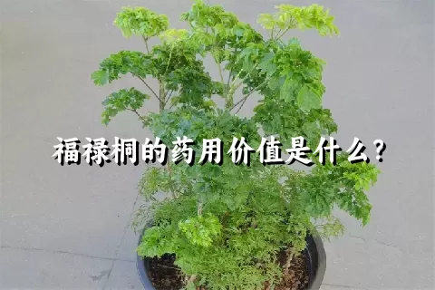 福禄桐的药用价值是什么？