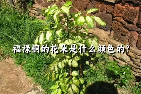 福禄桐的花朵是什么颜色的？