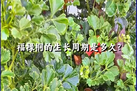 福禄桐的生长周期是多久？