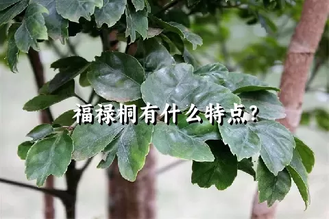 福禄桐有什么特点？