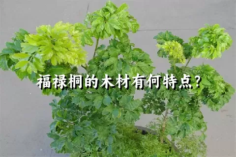 福禄桐的木材有何特点？