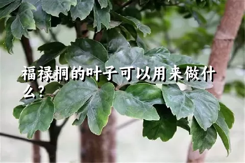 福禄桐的叶子可以用来做什么？