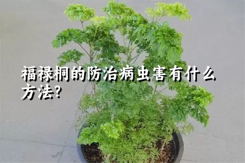 福禄桐的防治病虫害有什么方法？