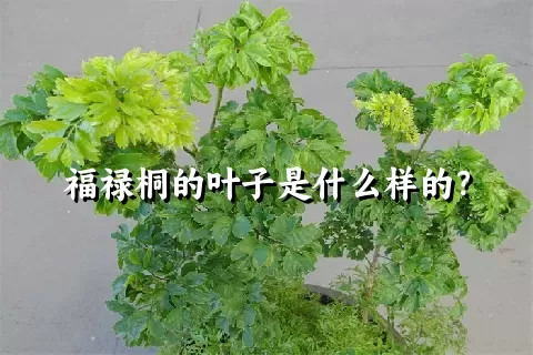 福禄桐的叶子是什么样的？