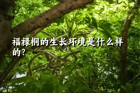 福禄桐的生长环境是什么样的？