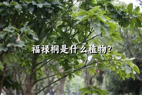 福禄桐是什么植物？