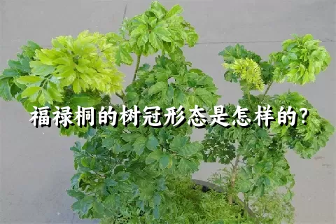 福禄桐的树冠形态是怎样的？