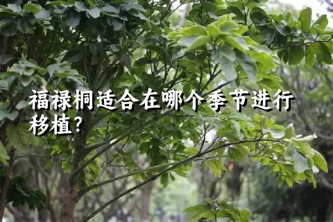 福禄桐适合在哪个季节进行移植？