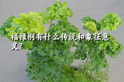 福禄桐有什么传说和象征意义？