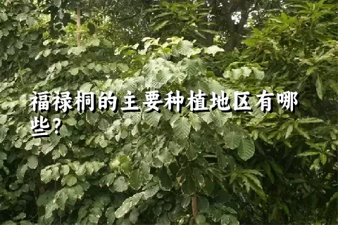 福禄桐的主要种植地区有哪些？