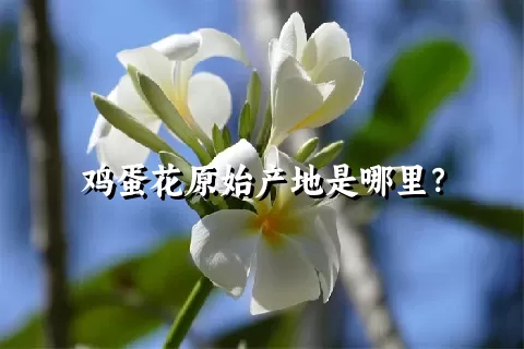 鸡蛋花原始产地是哪里？