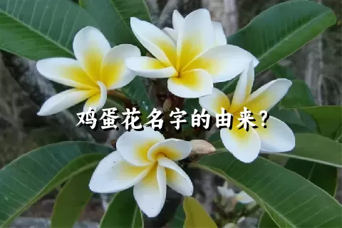 鸡蛋花名字的由来？