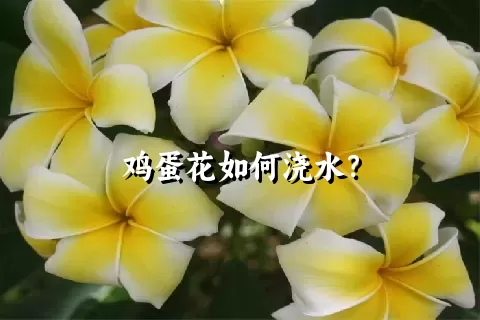 鸡蛋花如何浇水？