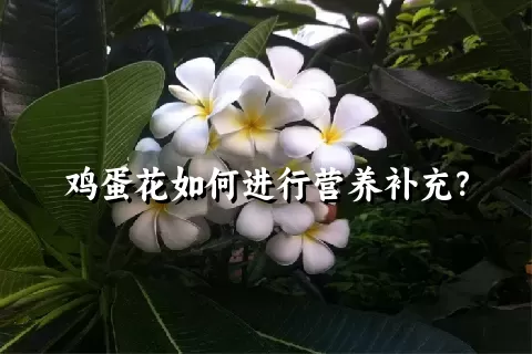 鸡蛋花如何进行营养补充？