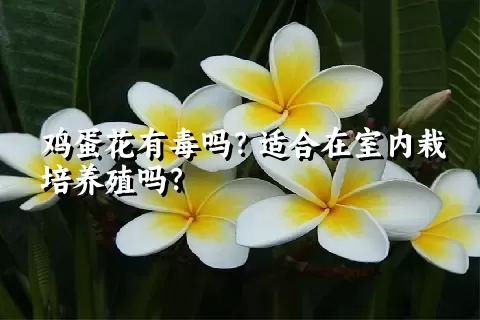 鸡蛋花有毒吗？适合在室内栽培养殖吗？